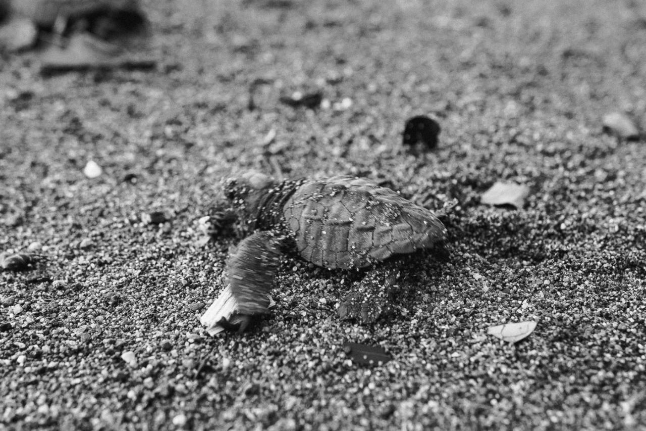 Life For Life Hostel Drake Bay Home Of Sea Turtle Marine Conservation Project Osa Peninsula Near San Josecito Beach Exterior photo