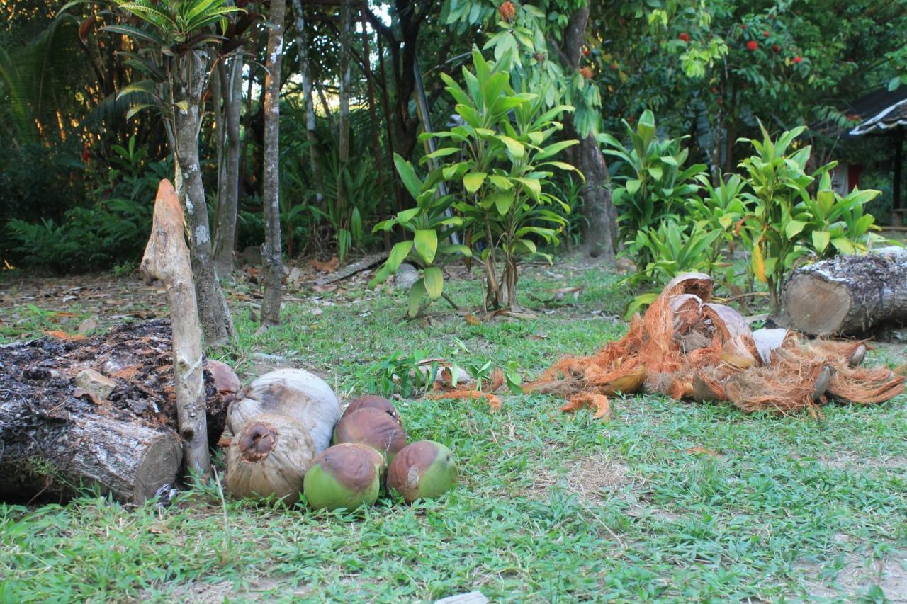 Life For Life Hostel Drake Bay Home Of Sea Turtle Marine Conservation Project Osa Peninsula Near San Josecito Beach Exterior photo
